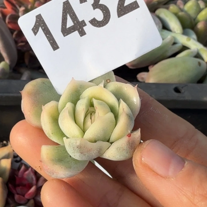 头盖无根多肉植物满18包邮当场凑单不满单隔天发顺丰到付