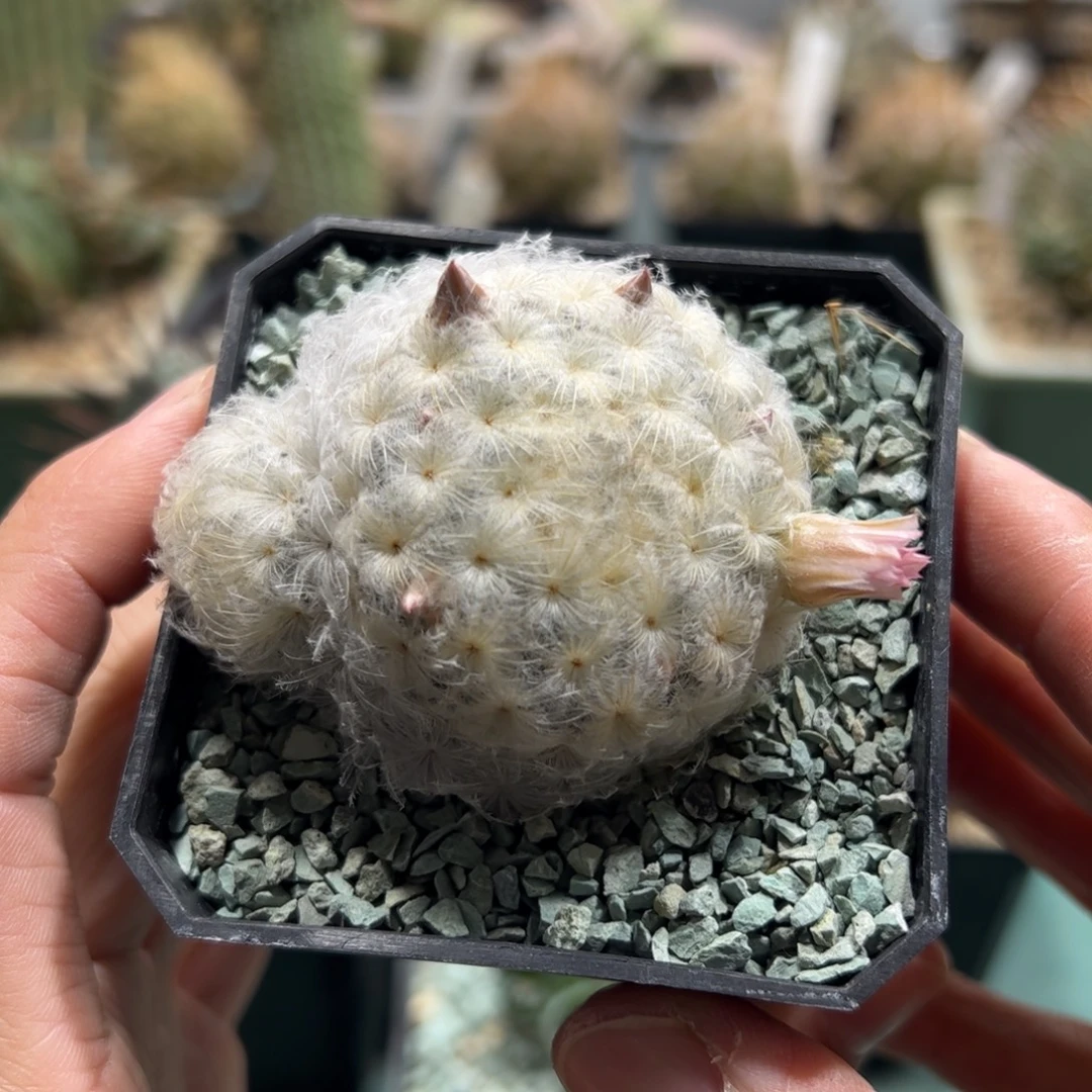 实生白星 脱土发货多肉