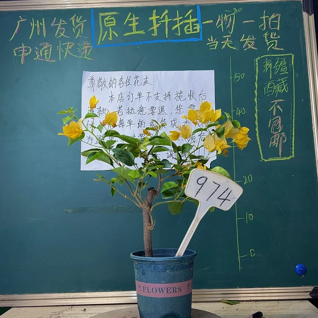 当前无花栽培后可以开花柠檬黄974
