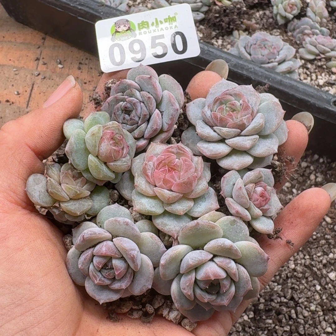 多肉植物多肉植物