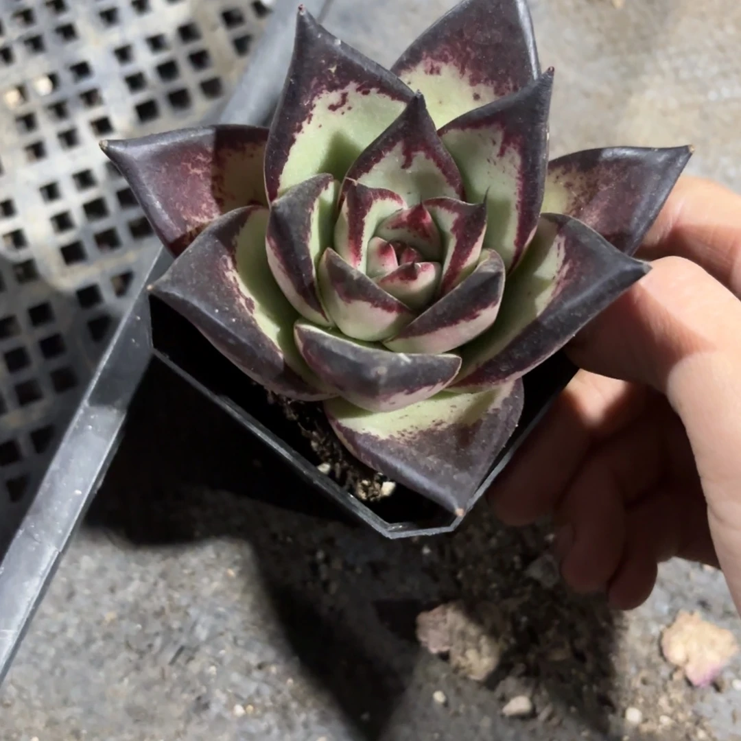 黑魔王乌木7cm新疆包邮
