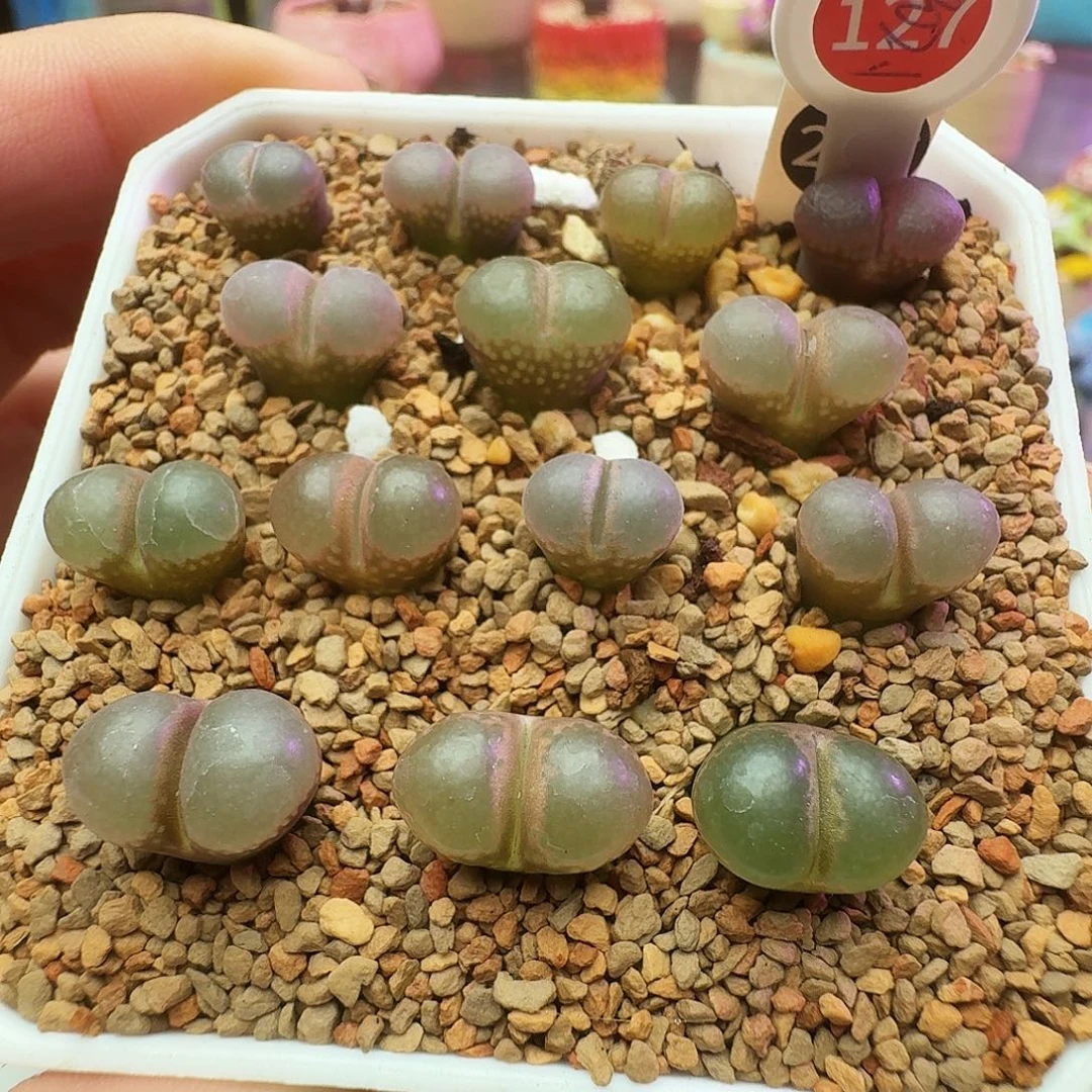 多肉植物黑眼豆豆任选三颗127