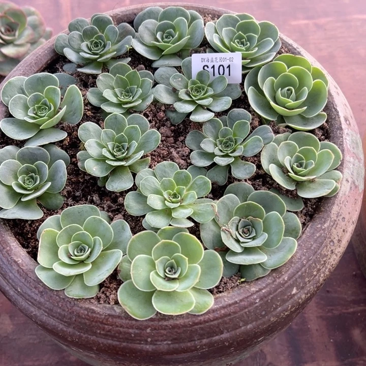 三碗101   十五颗2-3cm多品种玫瑰量拍