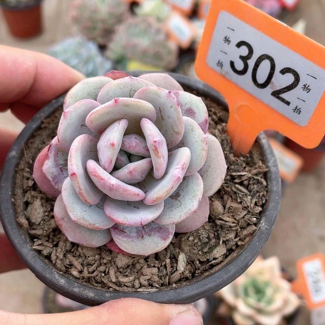 【闪购商品】302号