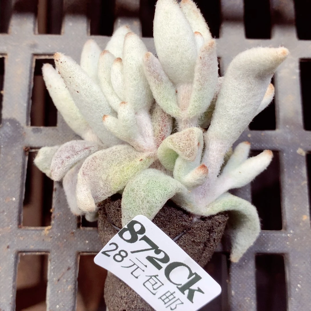 5厘米盆精控多肉872