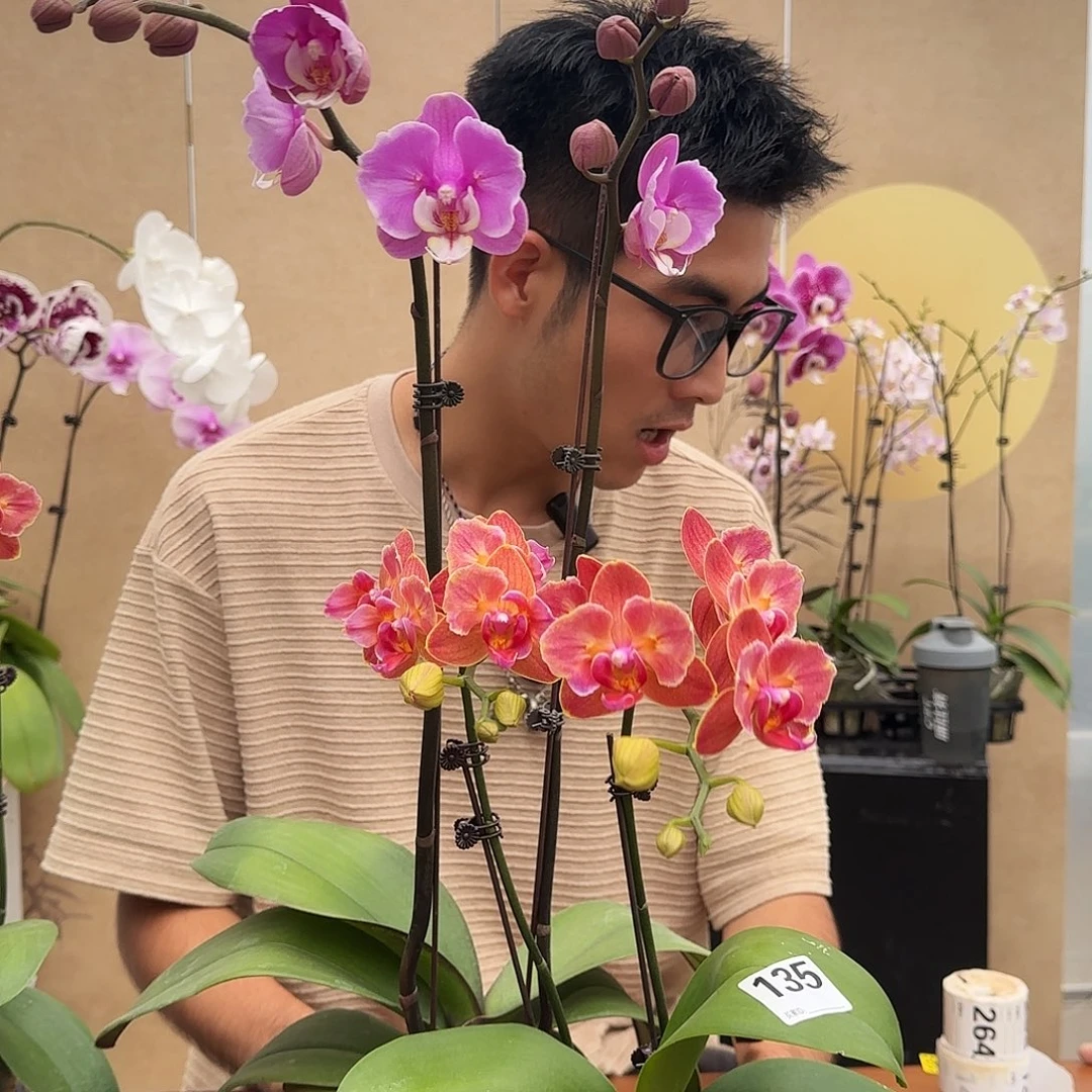 完全开放135/变异两颗