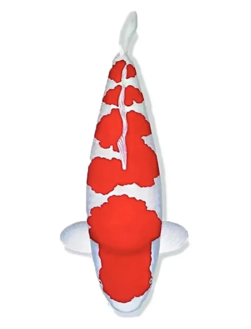 锦鲤 观赏鱼不包邮进口血统