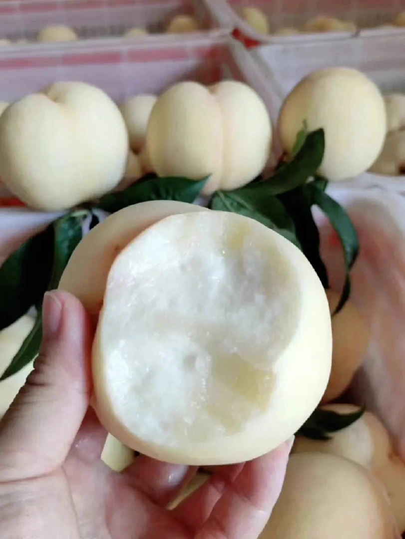 蒙阴奶油白桃水蜜桃应季水果现摘现发脆甜爆汁果果园网红水果