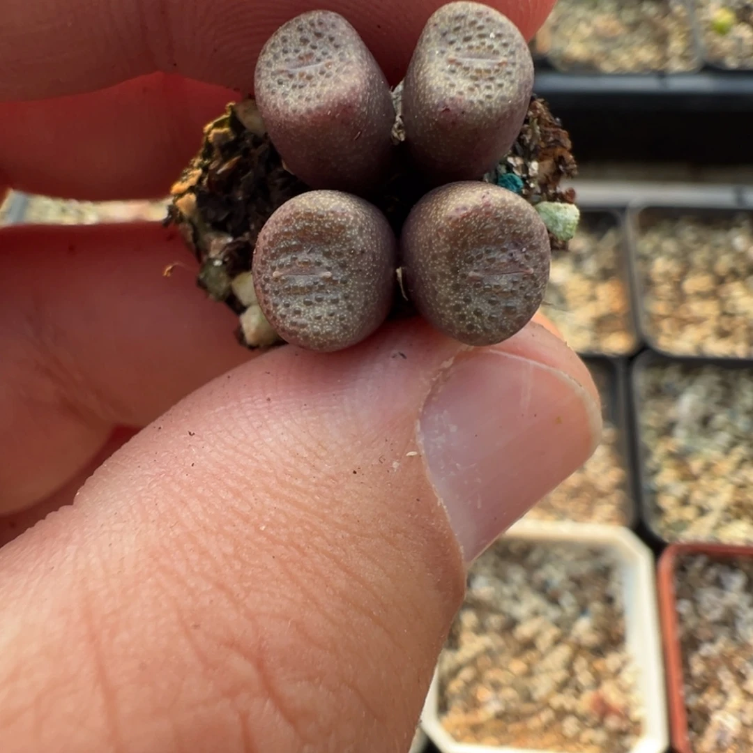 16-29肉锥多肉植物大战