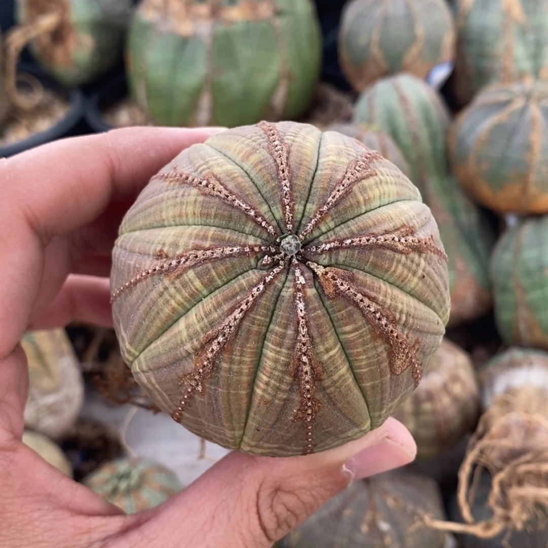 2 欧系实生布纹球多肉植物