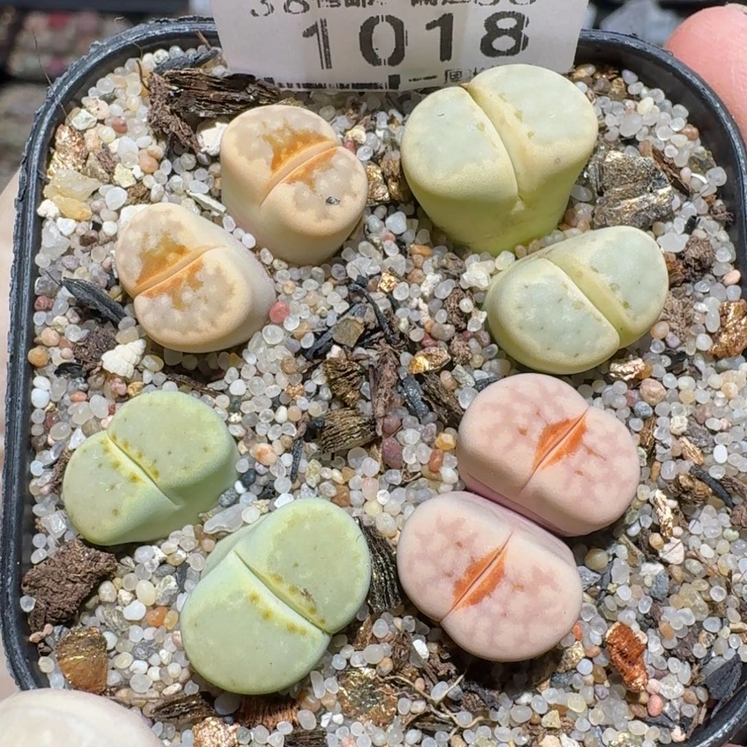 zzzz福利捡漏走起来1018