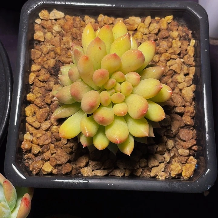 小***胖寄养多肉植物二代虞美人