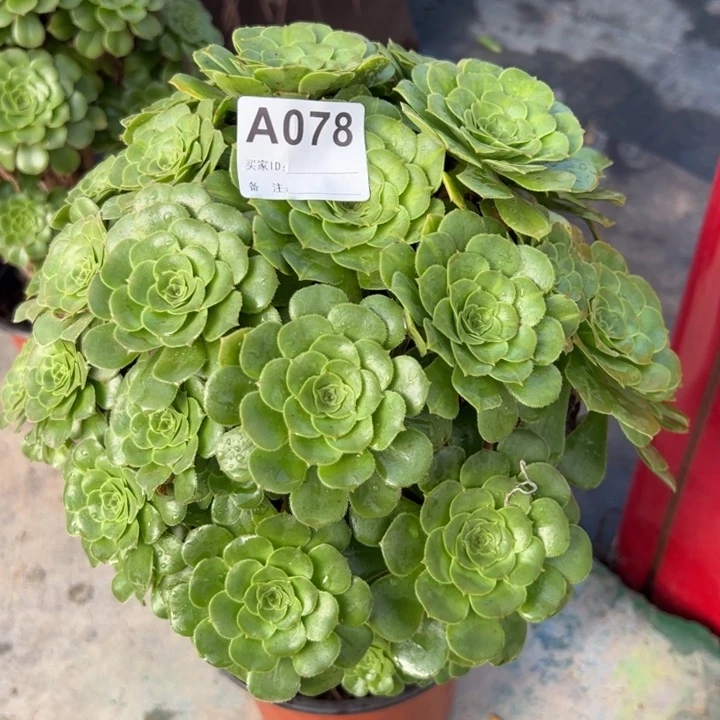078绿羊绒28厘米左右