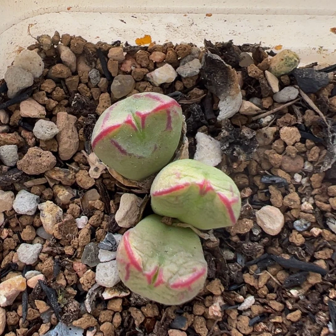 努****?23多肉植物百科知识