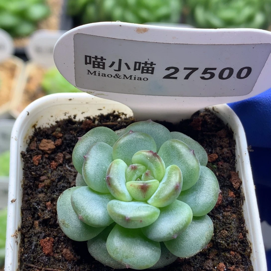 多肉植物杂交珍妮