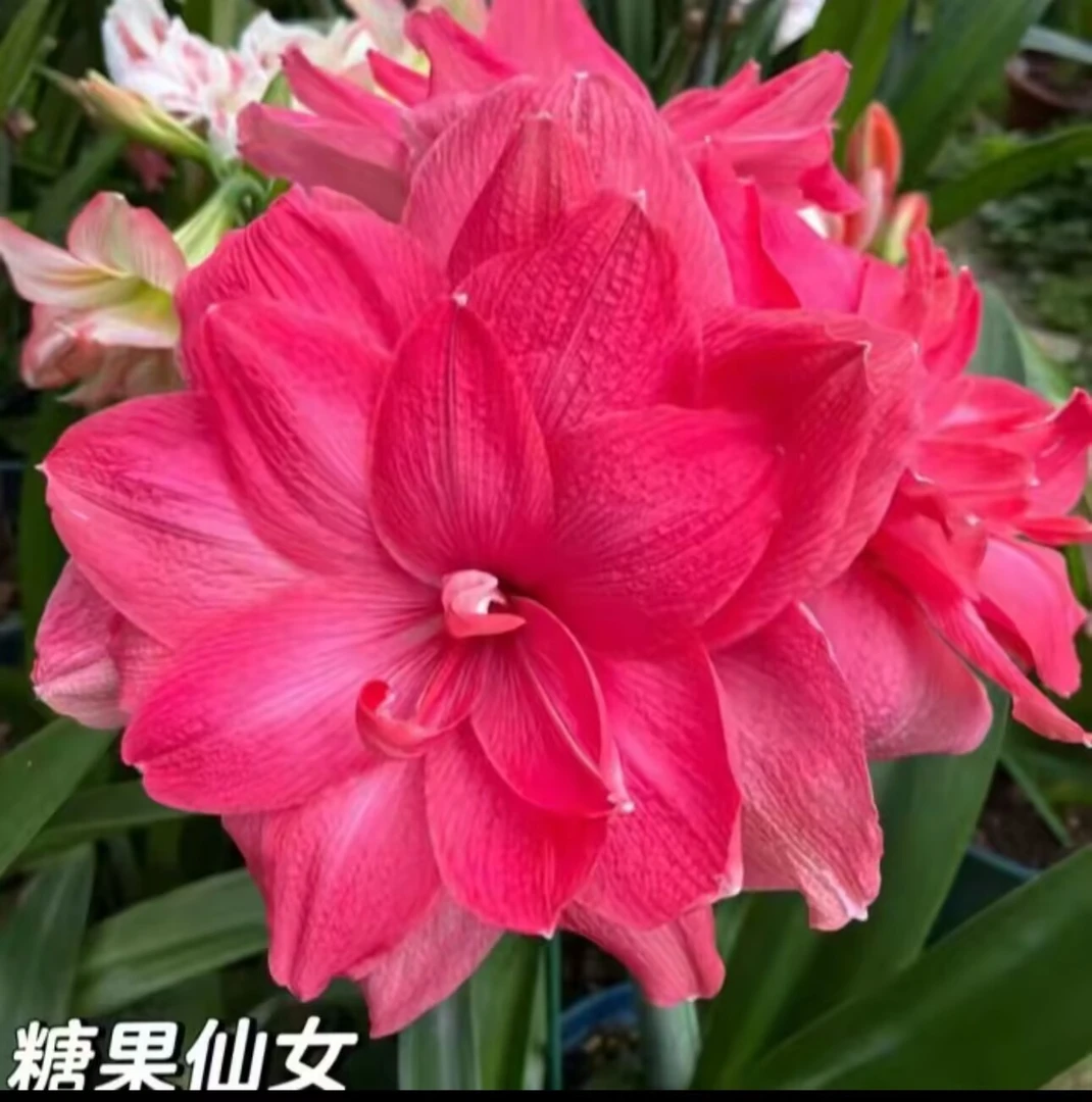 （2颗）糖果仙女种球5-6厘米