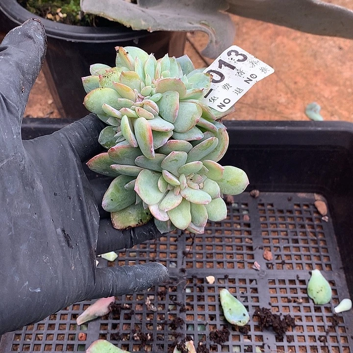 白凤缀化 多肉植物25号左右发货