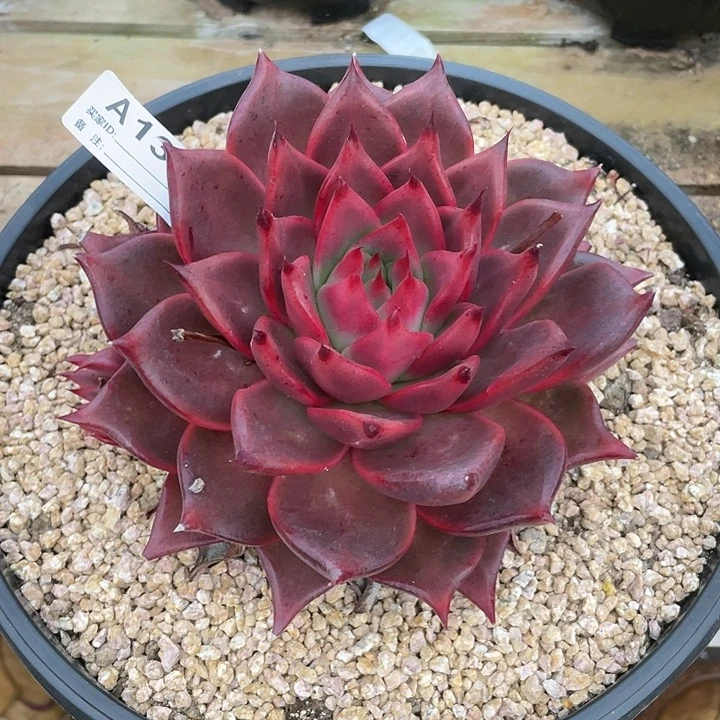 若如东云单拍A138