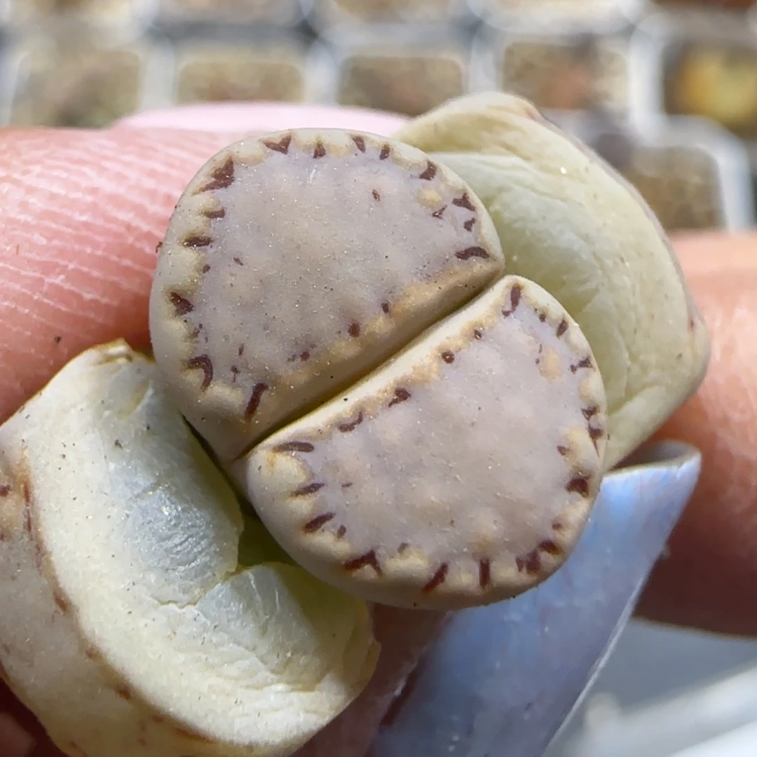 3.26 辛然园艺7065 .6。饼干