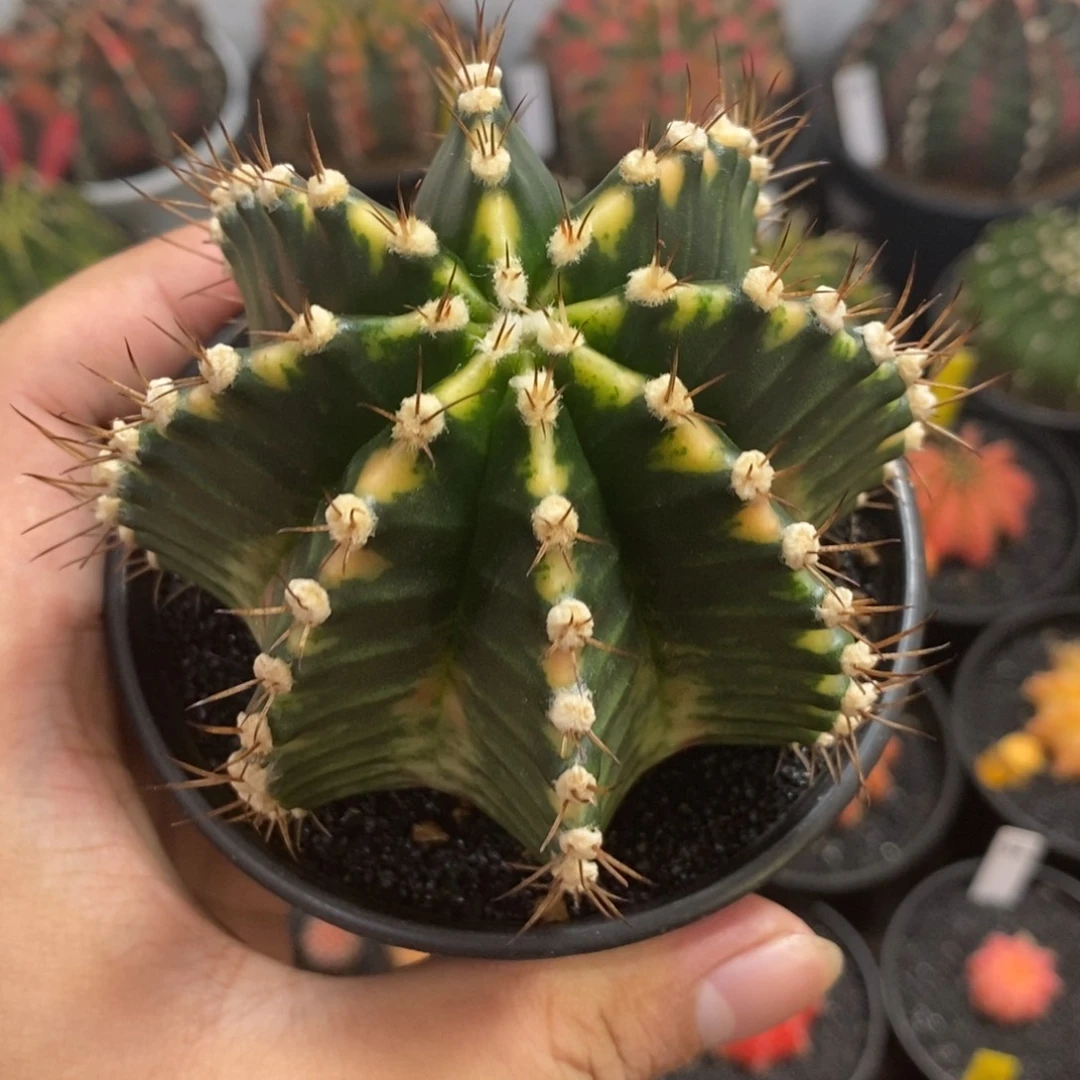 泰系全品米哈—带盆土发货25
