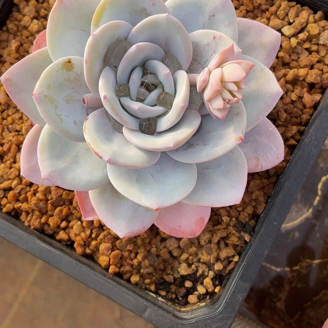 雪莲单头多肉多肉多肉