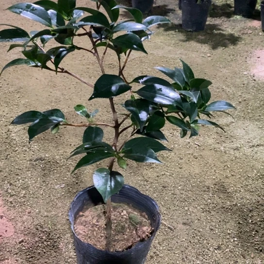 当前无花栽培后可以开花