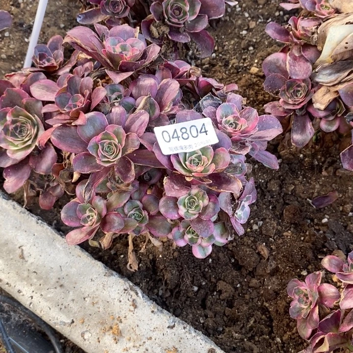 04804魅金玫瑰金炖肉植物
