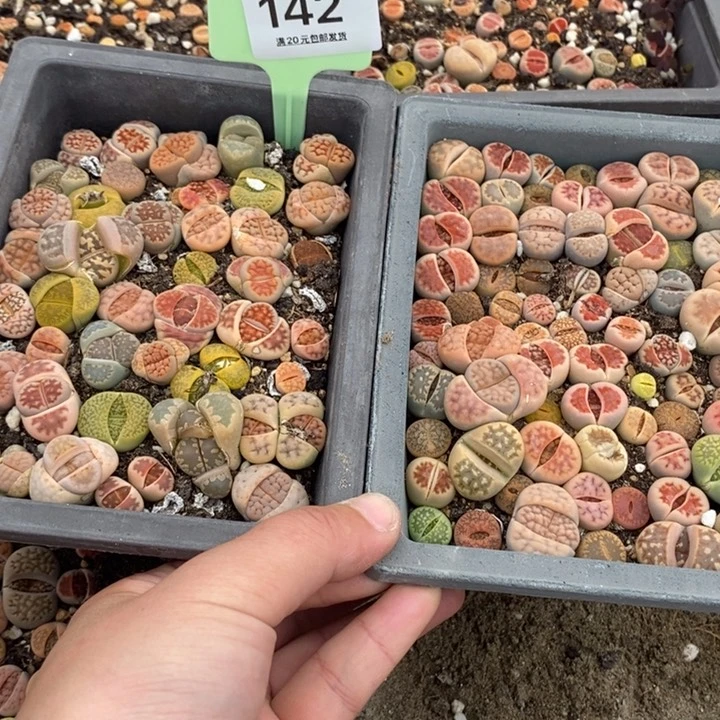 芸***豆142生石花小苗长二盆