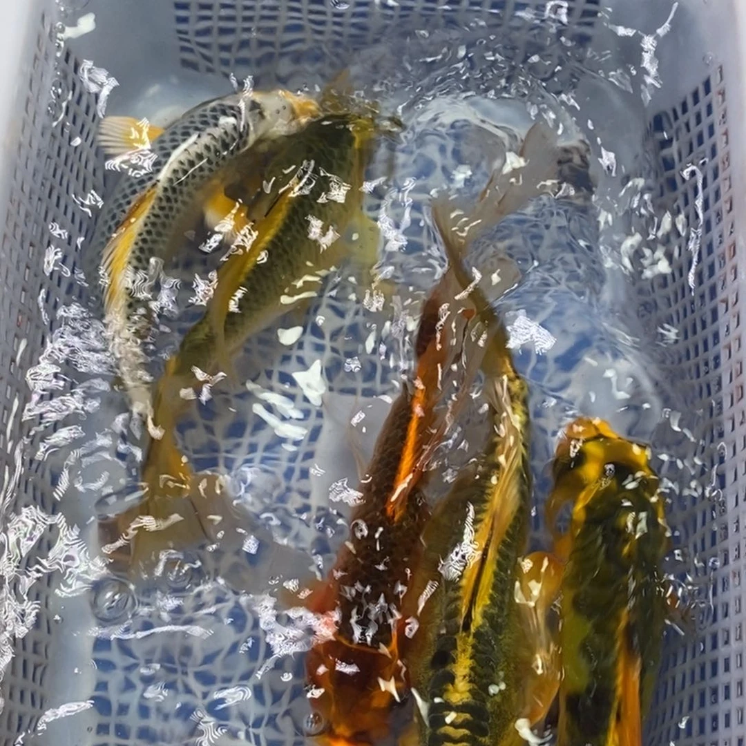 锦鲤冷水锦鲤包邮
