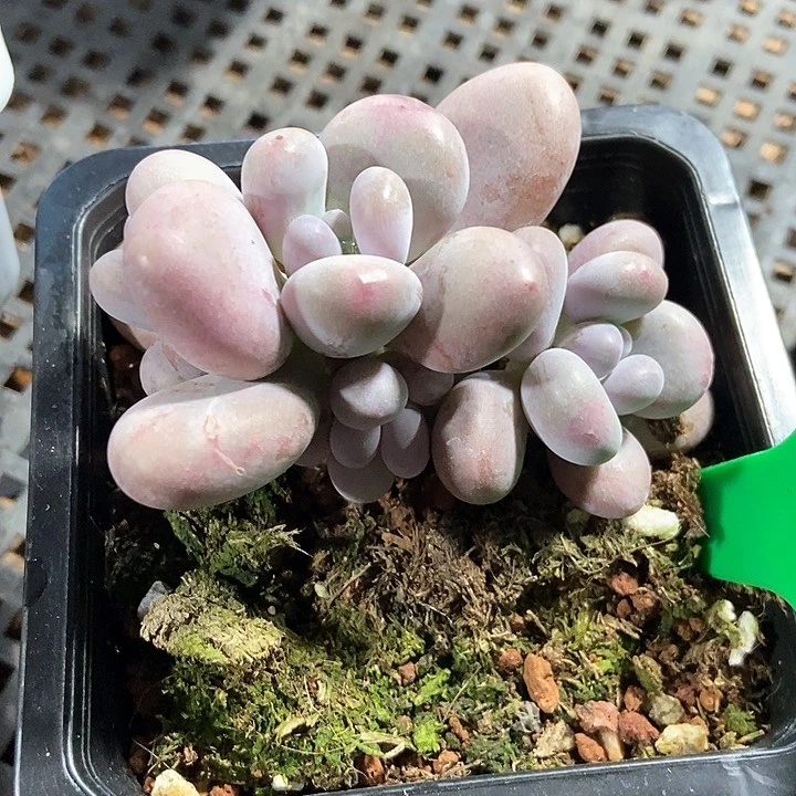 多肉植物大叶奶822