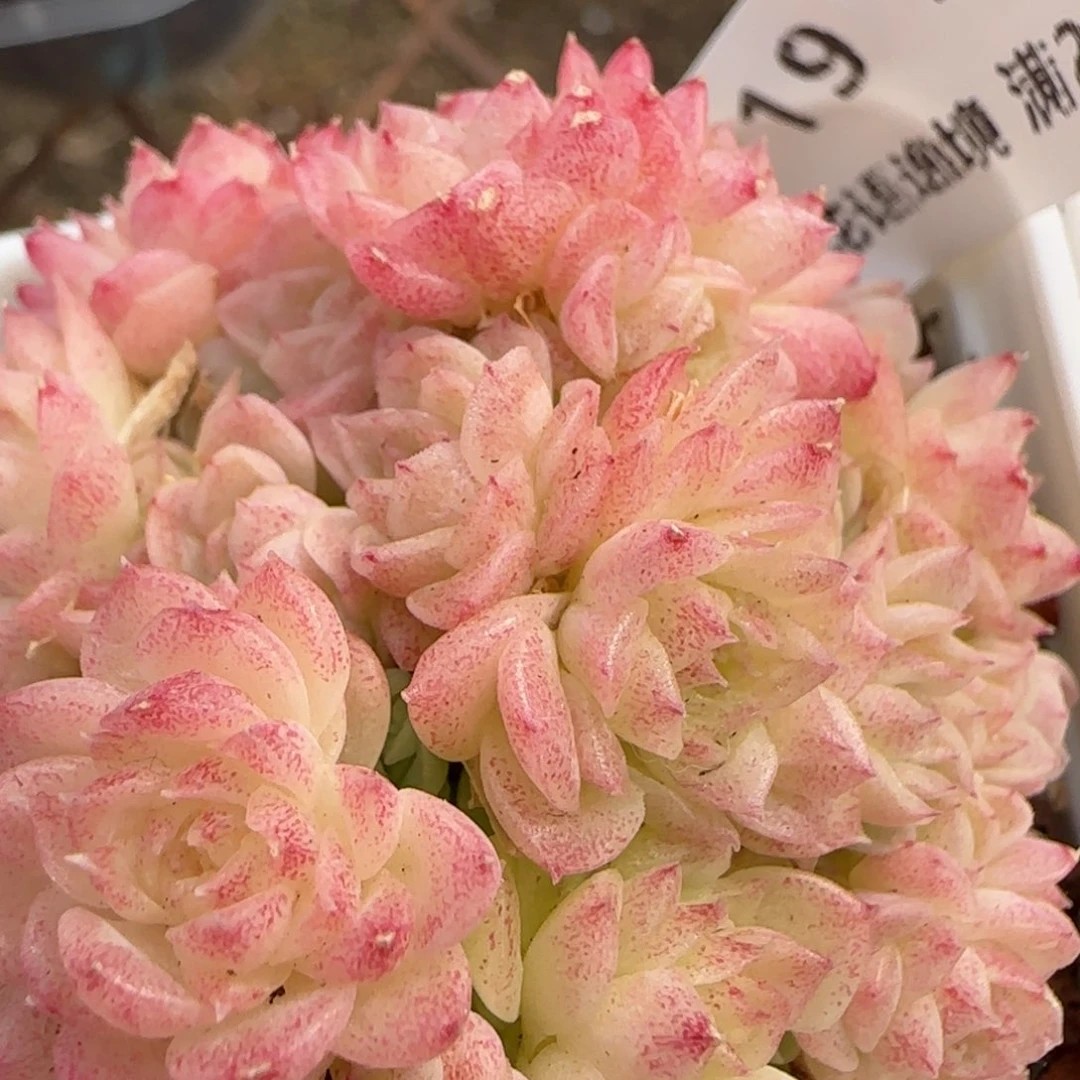 花语逸境0209-719