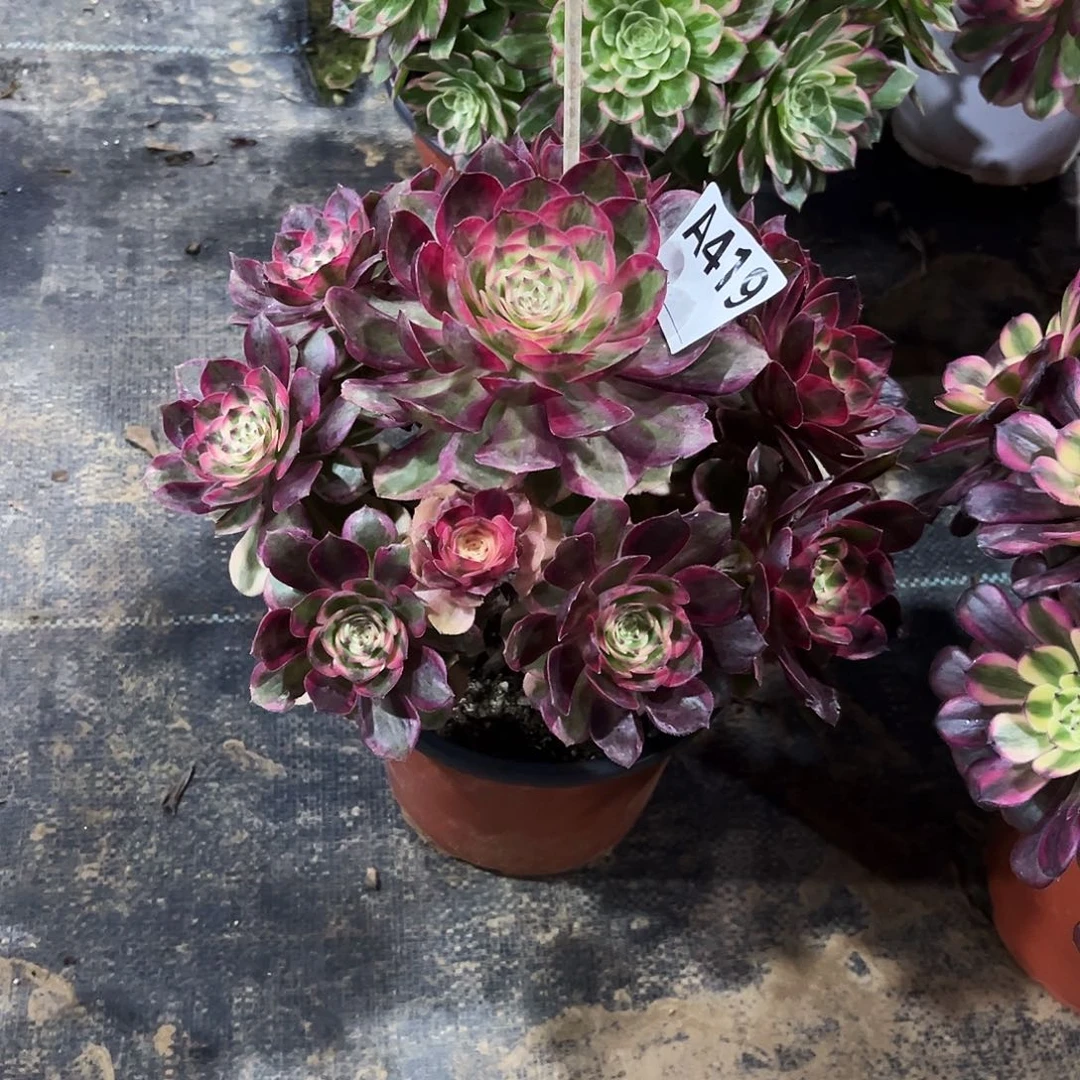 多肉植物云荷419多肉