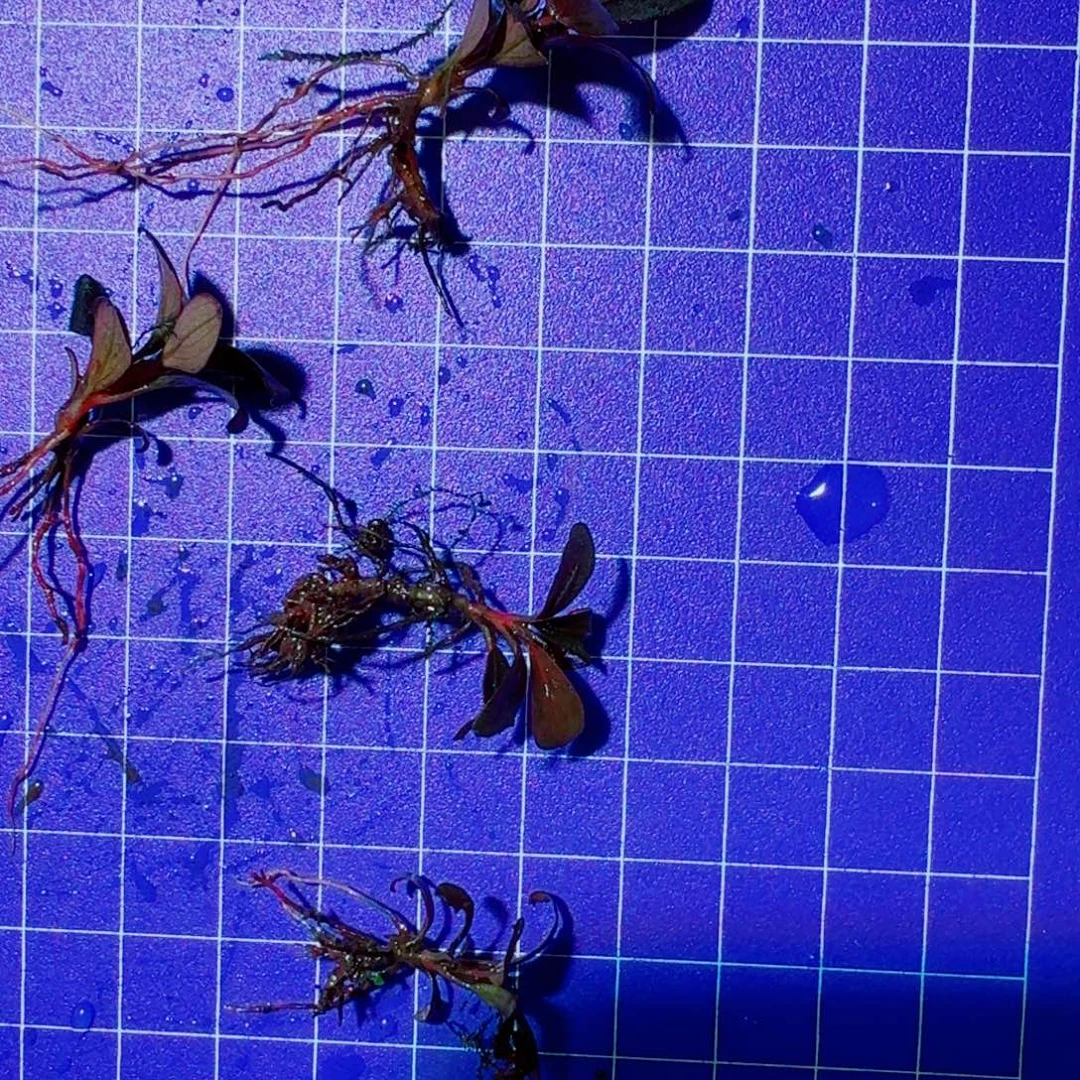 无花朵福利6.66福利价植物价