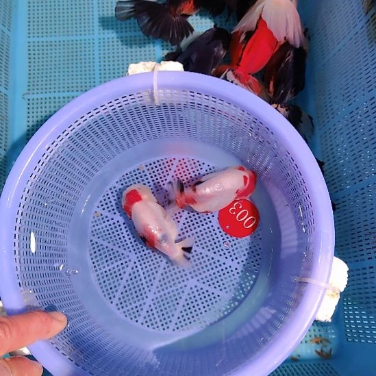 金鱼003兰寿两只特价顺丰包邮