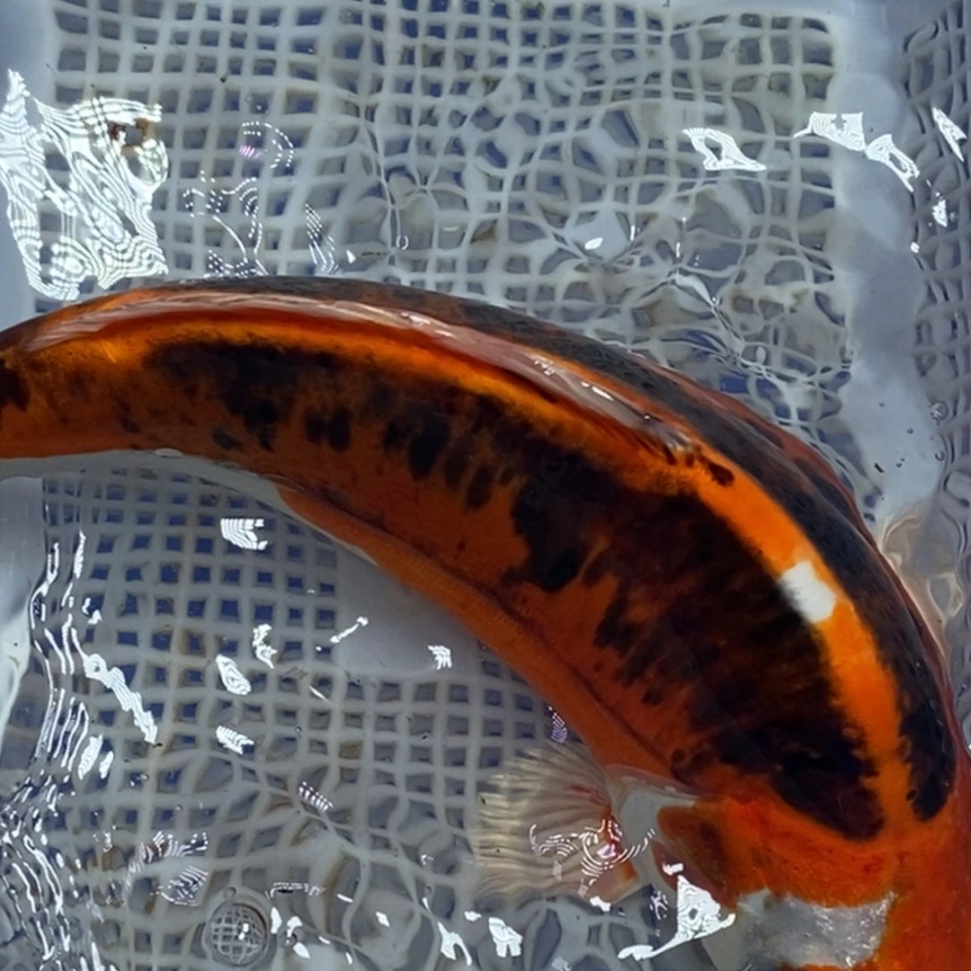 锦鲤冷水锦鲤包邮