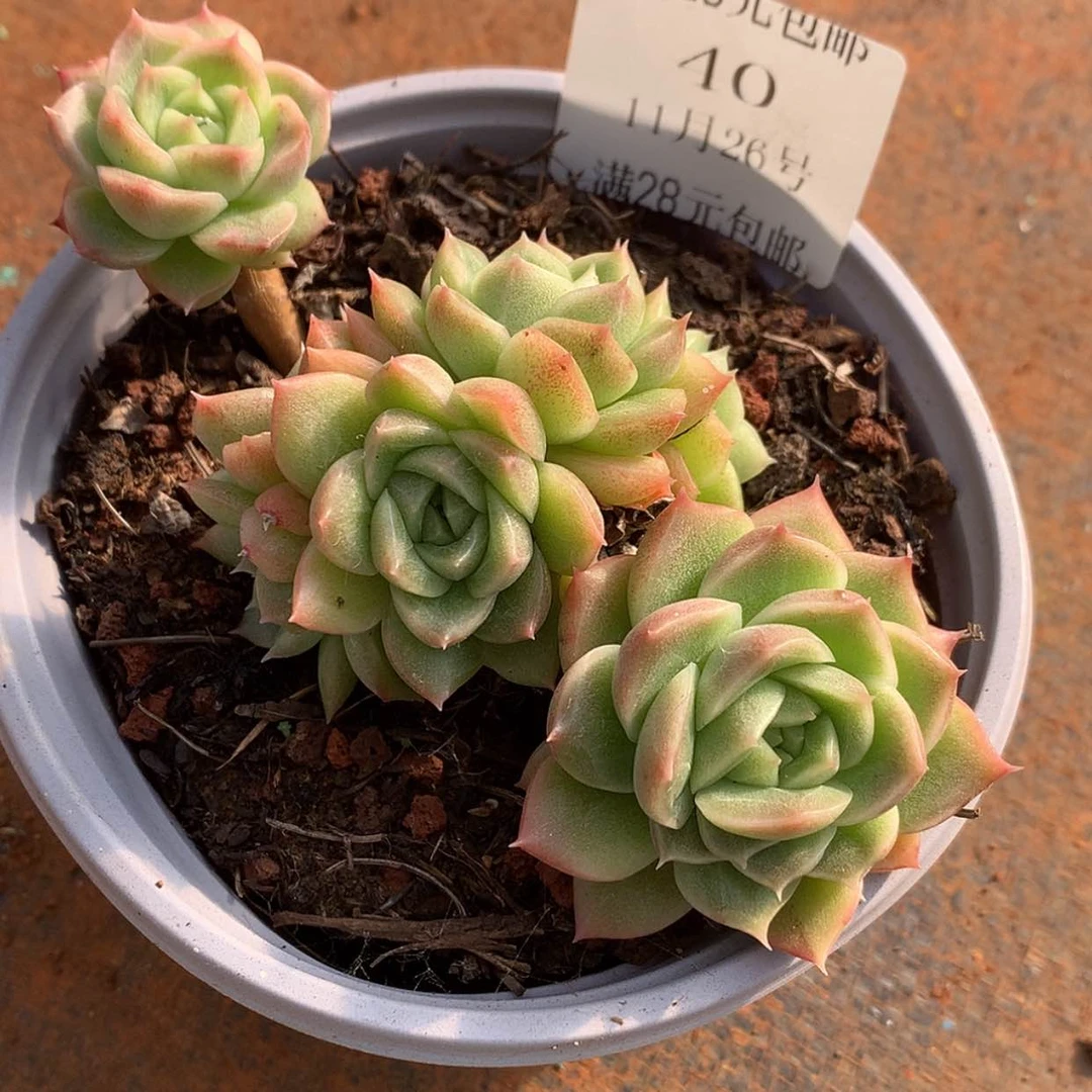 【闪购商品】云40号