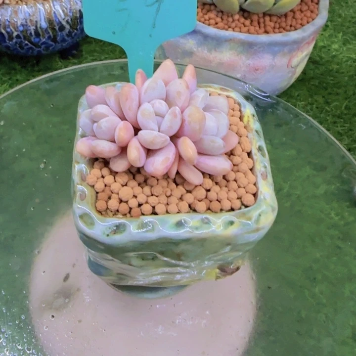 猫*岁59多肉植物一物一拍