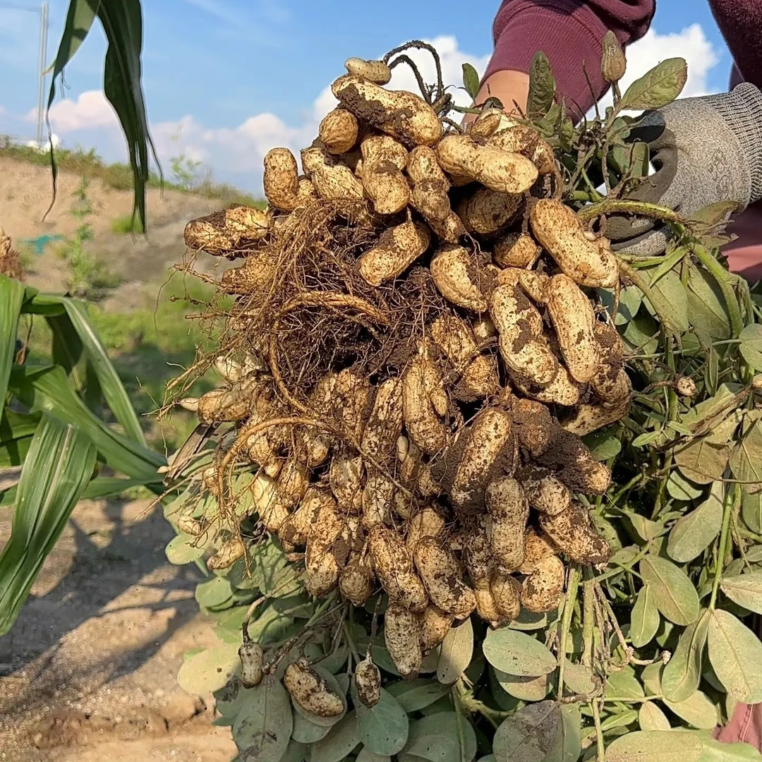 【山货专属】新鲜现挖带壳湿花生农家自种可水煮生吃当季嫩花生