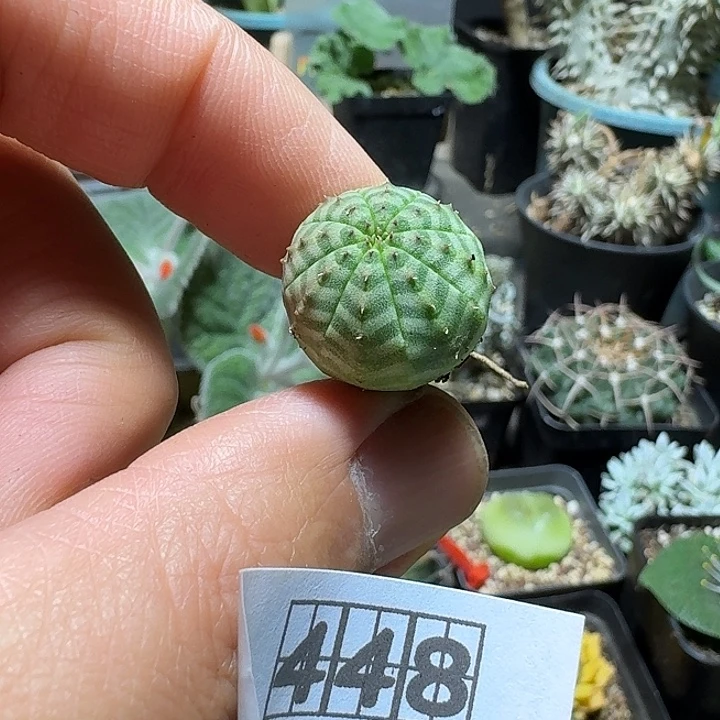 448布纹球脱土发货