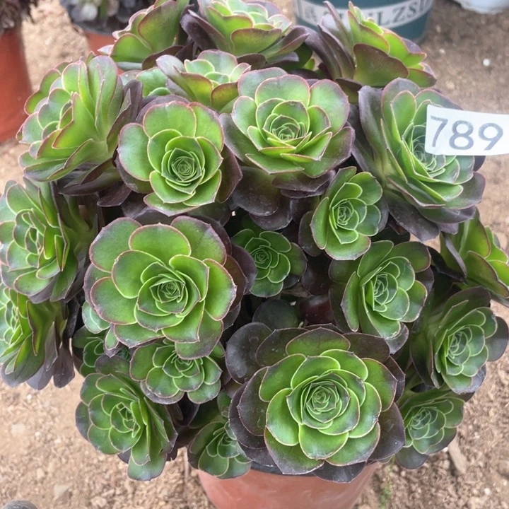 789多肉植物魅金玫瑰有砍