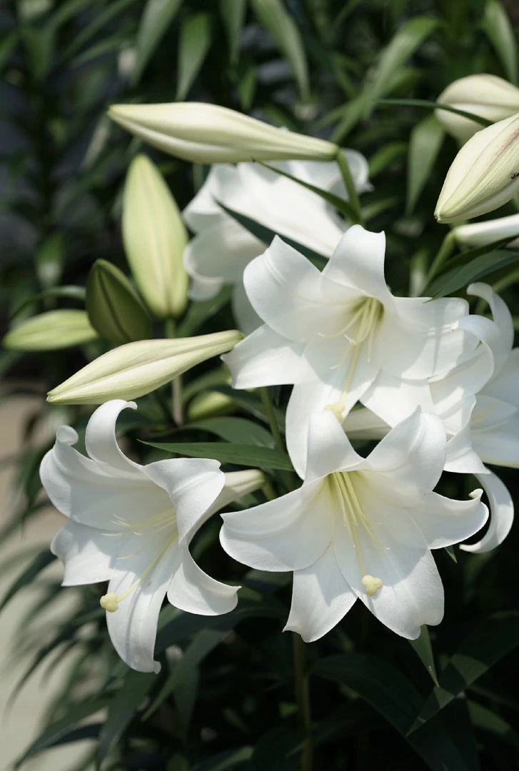 秋百合1颗进口【白特里昂菲特】18/20庭院阳台铁炮百合花球