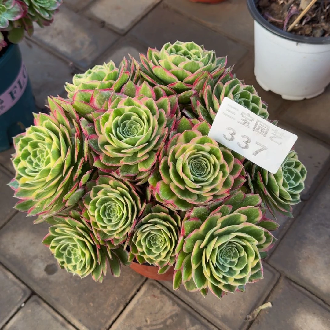 多肉植物337海王