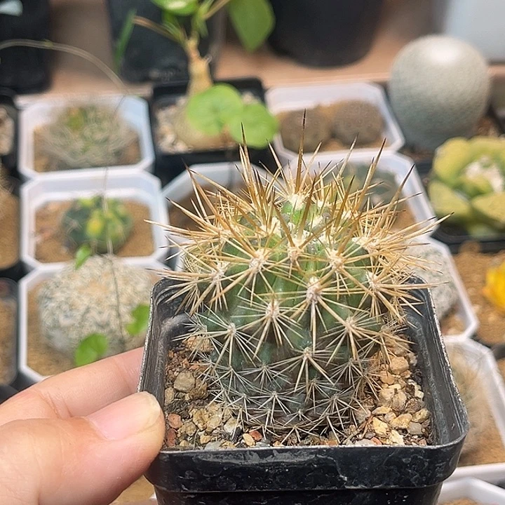 无花朵输入智利球属实生球