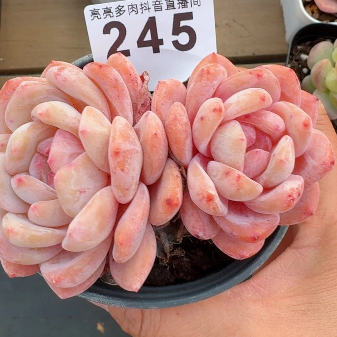 雪天使         多肉植物