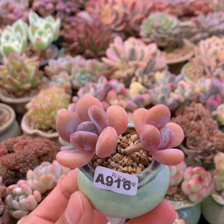 一物一拍含盆土满38包邮A916