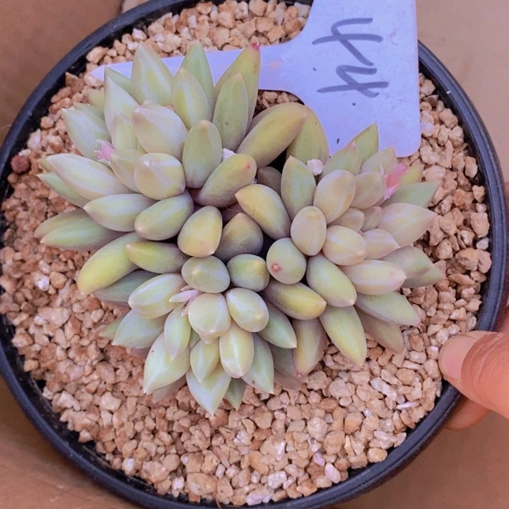 在家里面吃饭的吗