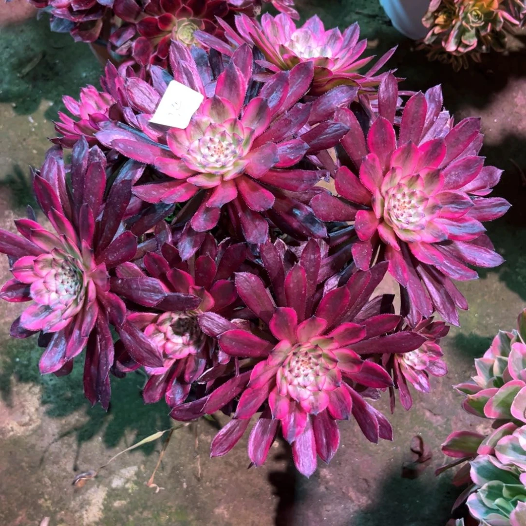 花多肉植物紫霞734