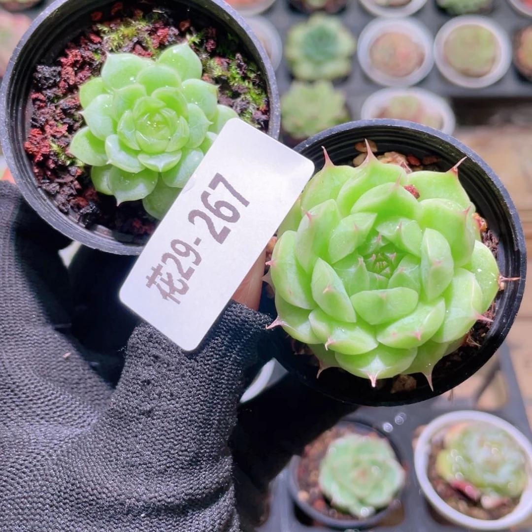 ****i花利美29-267多肉2颗
