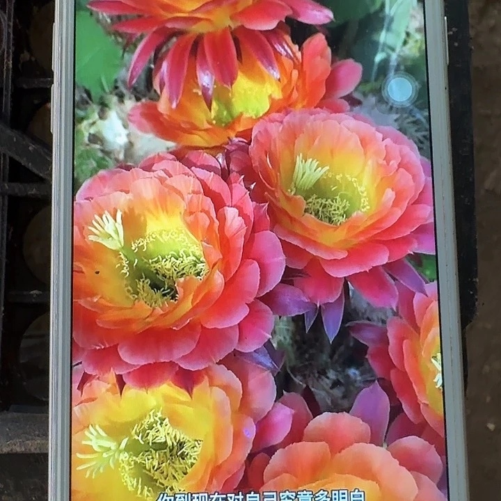 大满贯侧芽5公分毛花柱