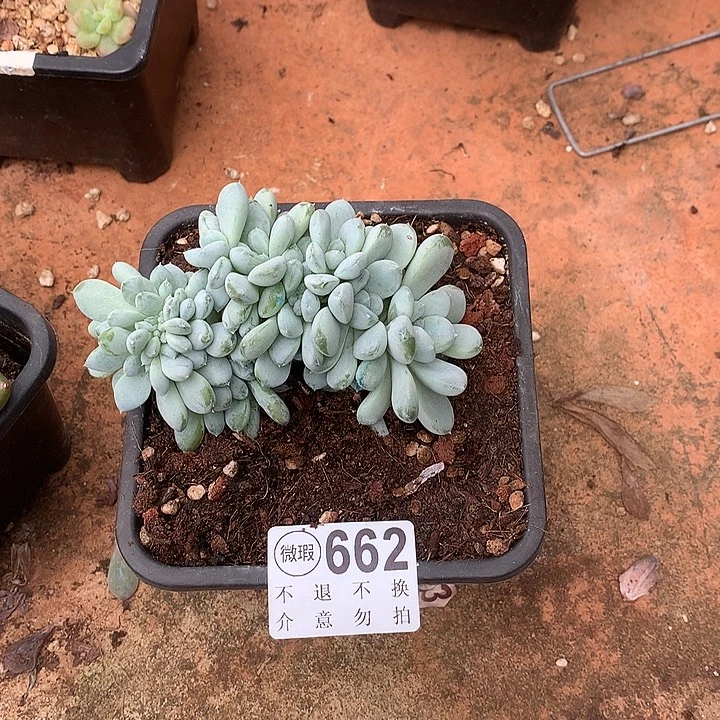 菩提子缀化 有侧切